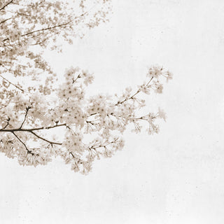Blossom Almond Tree Grey 6500305