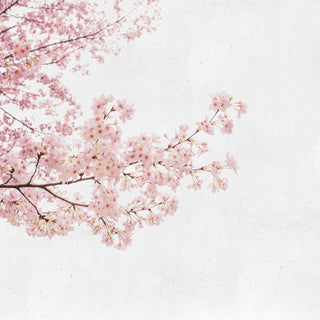 Blossom Almond Tree Pink 6500306