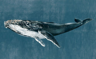 Humpback Whale Blue