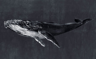 Humpback Whale Charcoal