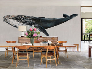 Humpback Whale Grey