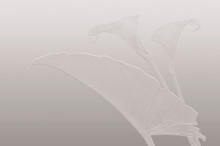 Nancy Clare White by Glamora, wallpaper mural