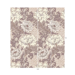 Chrysanthemum Magna Astrantia