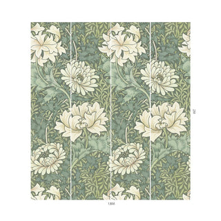 Chrysanthemum Magna Sap