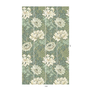 Chrysanthemum Magna Sap