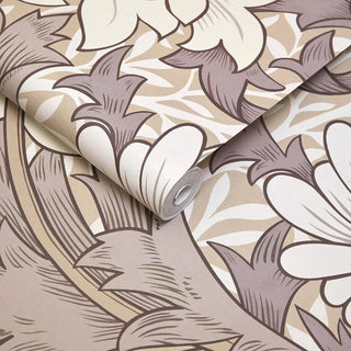 Chrysanthemum Magna Astrantia